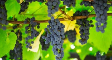 Co dělat a co nedělat pěstovat vedle tabáku - nejlepších sousedů a předchůdců